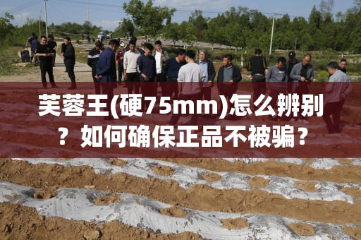 芙蓉王(硬75mm)怎么辨别？如何确保正品不被骗？